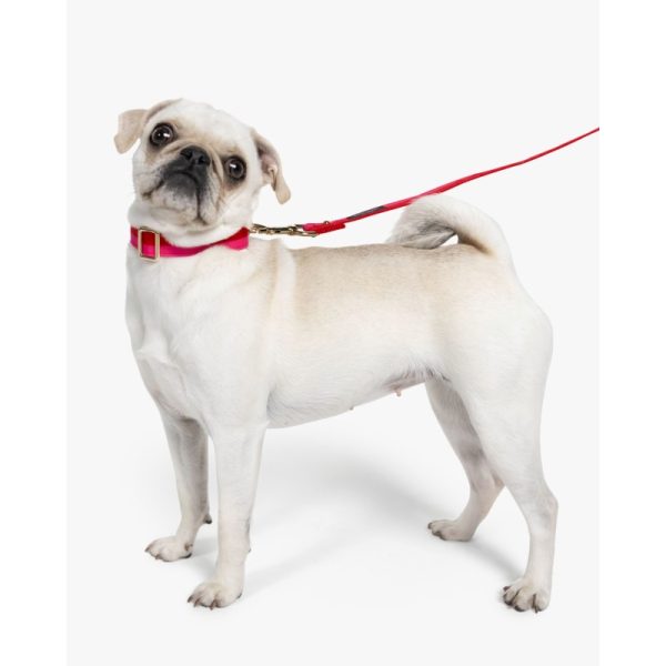 Kate Spade Colorblock Leash S/m - Preorder