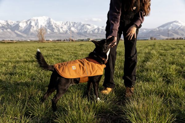 Carhartt Firm Duck Insulated Dog Chore Coat