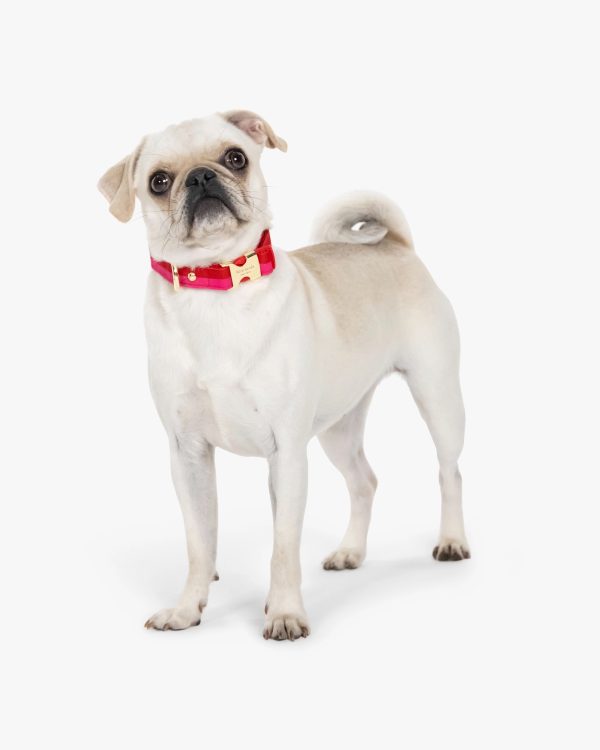 Kate Spade Colorblock Collar