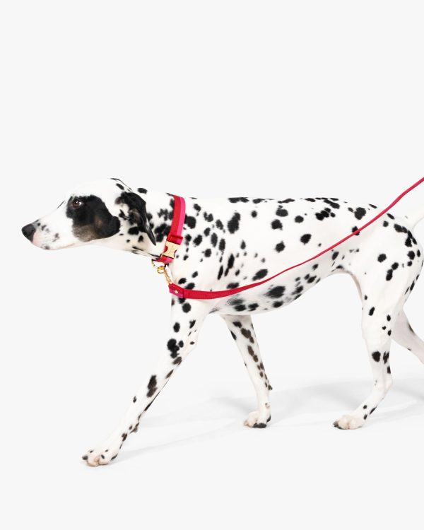 Kate Spade Colorblock Leash