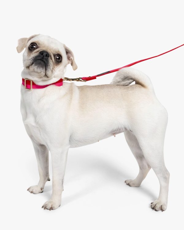 Kate Spade Colorblock Leash S/m