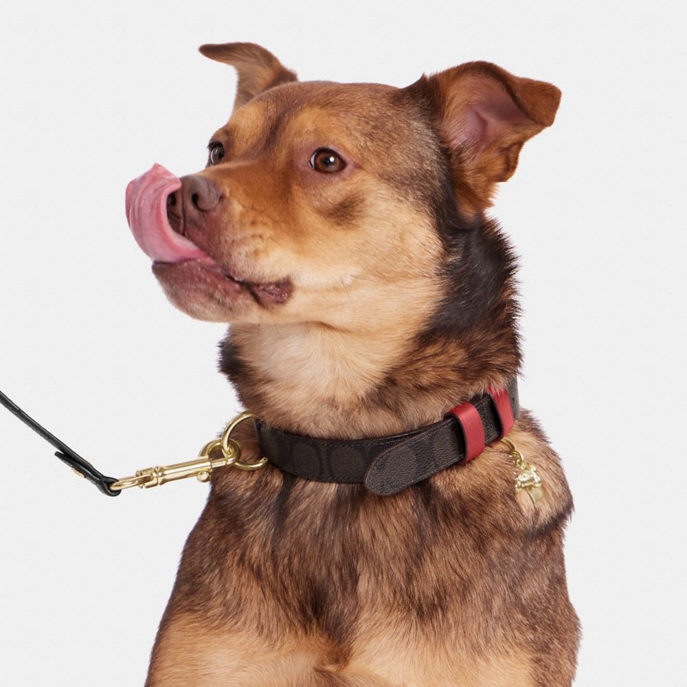 Coach Outlet Boxed Large Pet Collar In Signature Canvas - Preorder