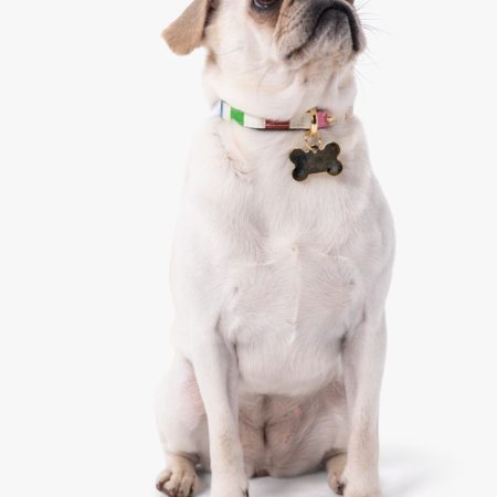 Kate Spade Outlet Adventure Stripe Collar XS - Preorder — Multi