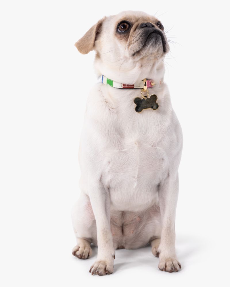 Kate Spade Outlet Adventure Stripe Collar XS - Preorder