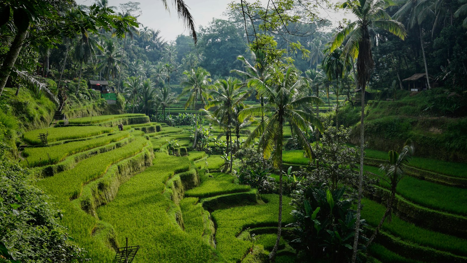 Tegallalang rice terraces near Ubud, Bali
