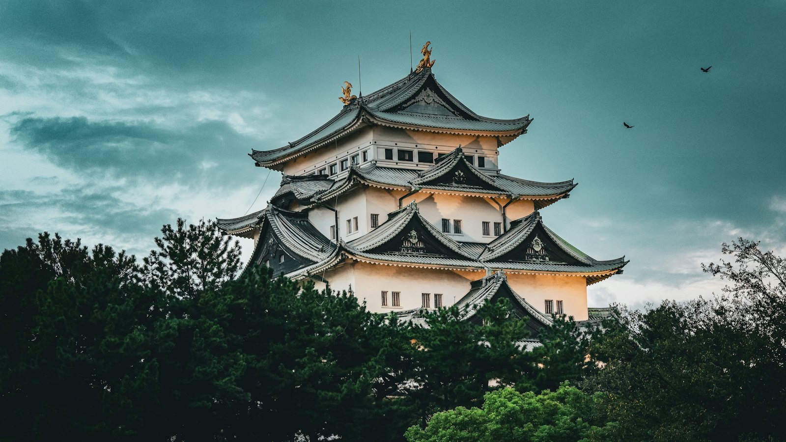 Evening sun on Nagoya Castle's keep and golden shachihoko above dark pines under a stormy sky