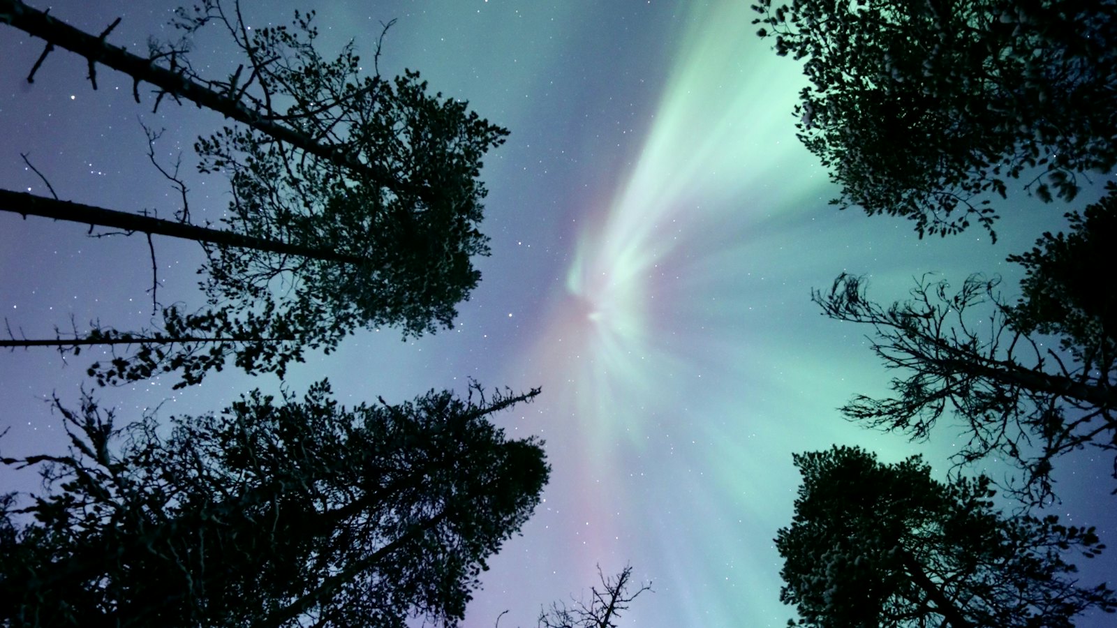 Green and violet aurora borealis swirling above a snow dusted pine forest near Rovaniemi